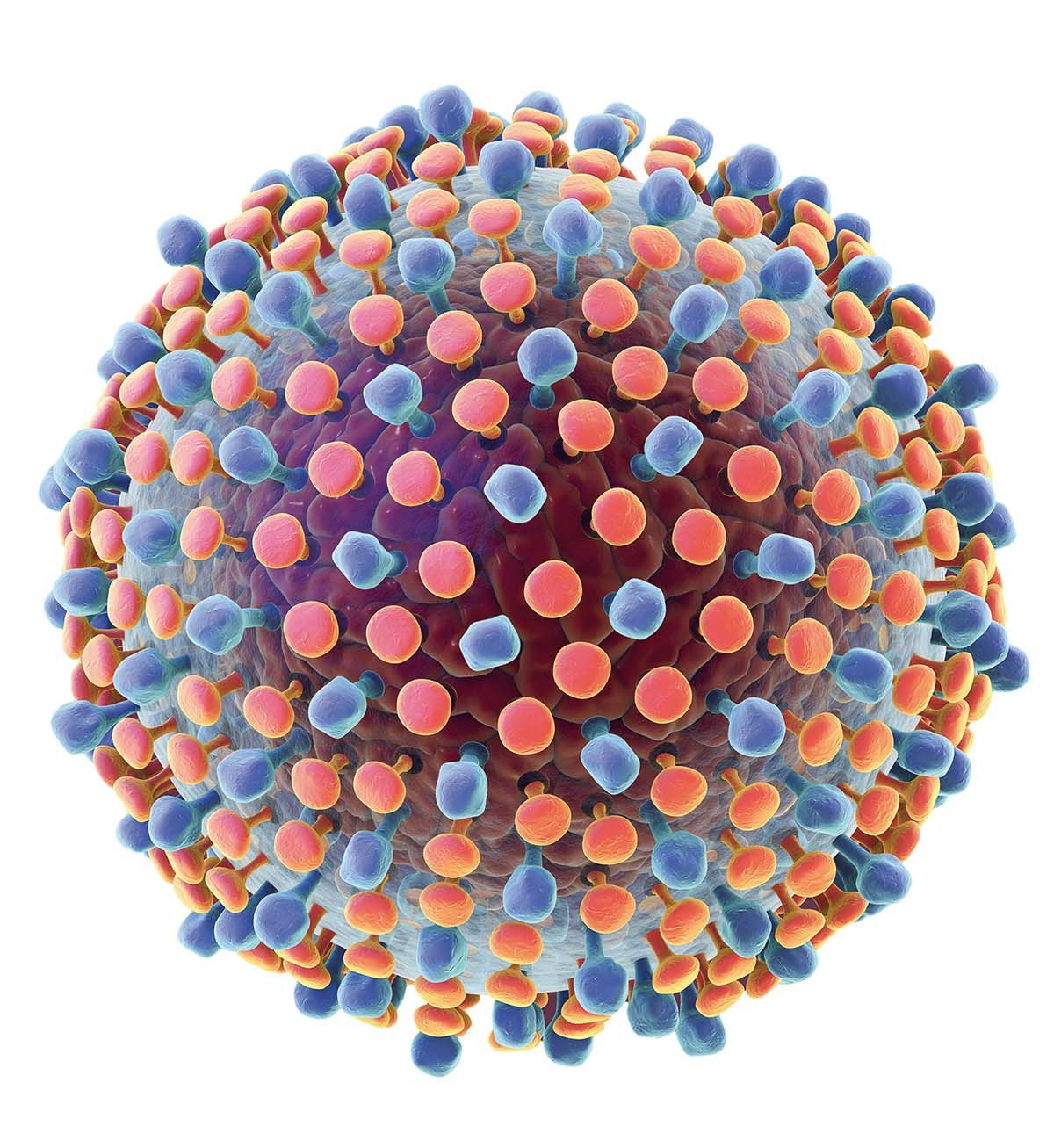 Virusurile hepatitice B și C, factori de risc pentru cancerul pancreatic