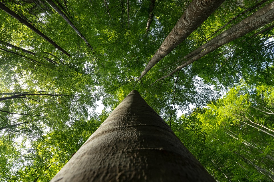 Peste 48.000 de puieți, plantați în Munții Făgăraș