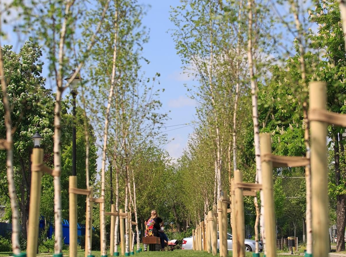 Al doilea parc de mesteceni va fi amenajat în proiectul Plantați în amintire