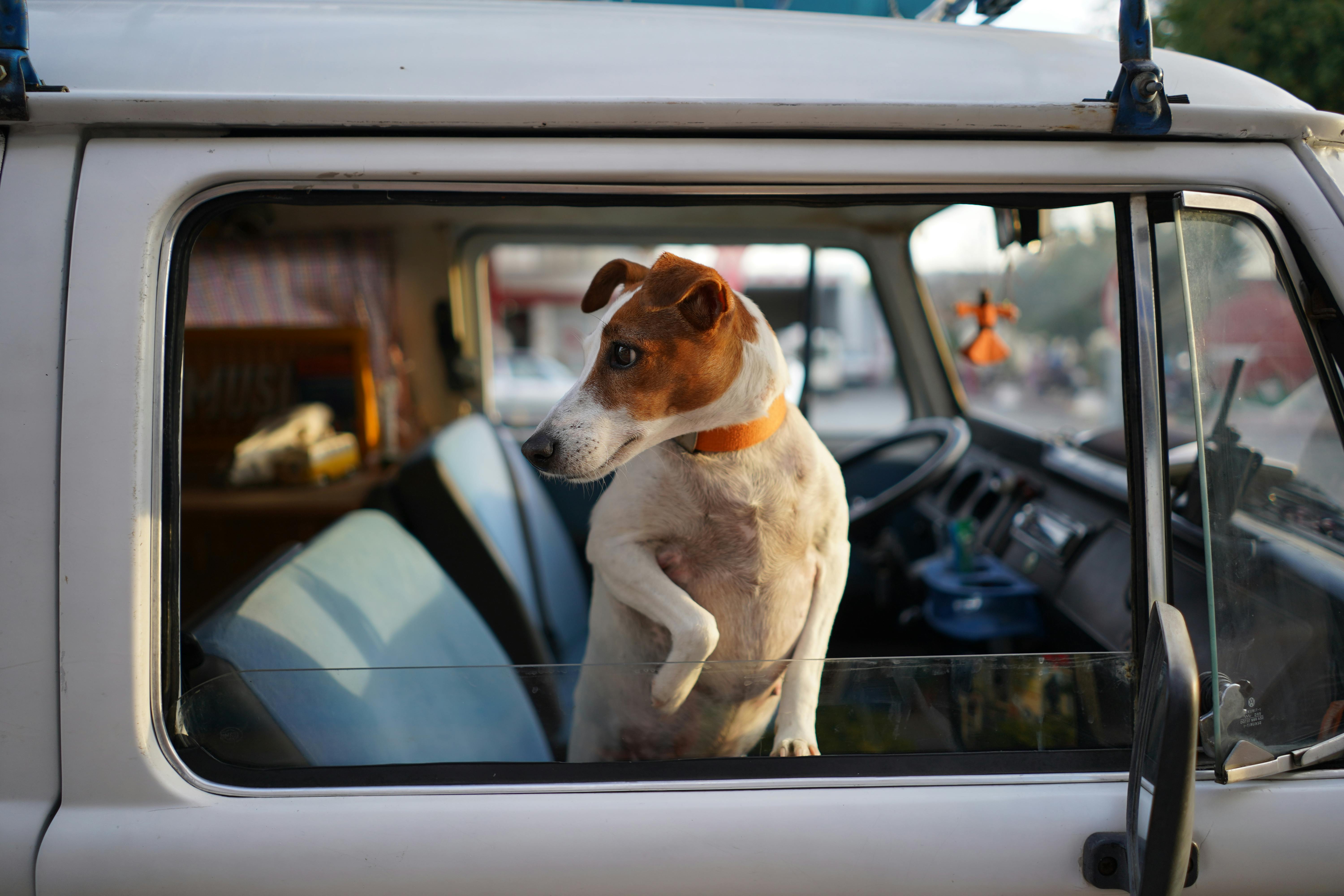 Ce trebuie să știți despre călătoriile cu animale de companie în Europa