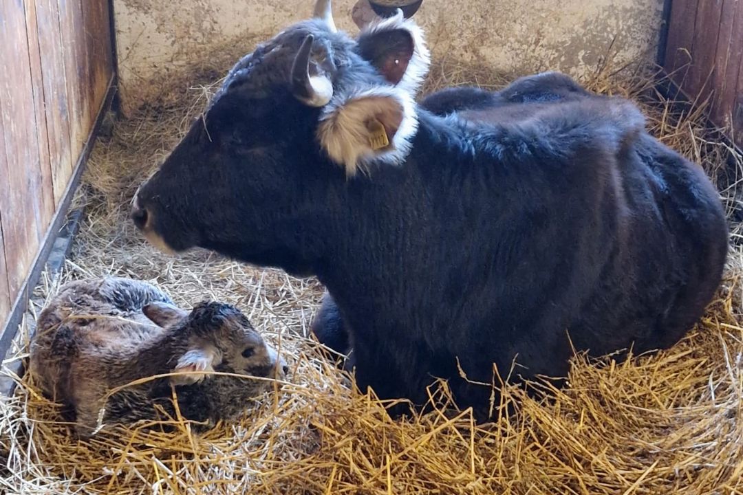 Tg. Mureş: se încearcă salvarea „Mocăniței”, o rasă autohtonă de bovine