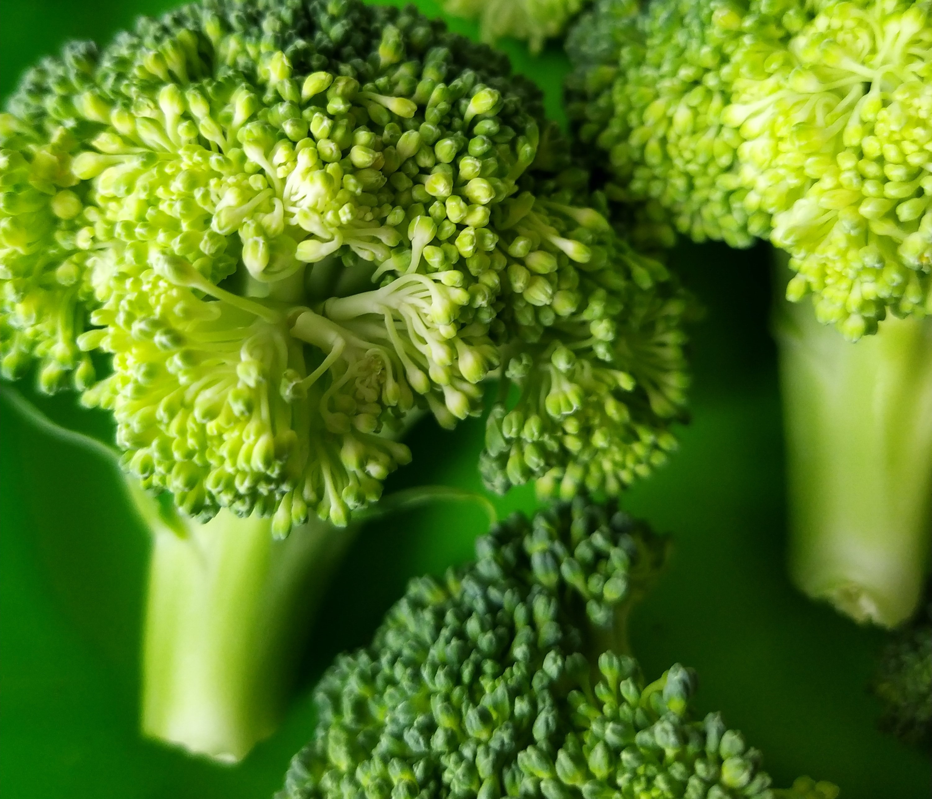 Consumul de broccoli limitează alergiile cutanate