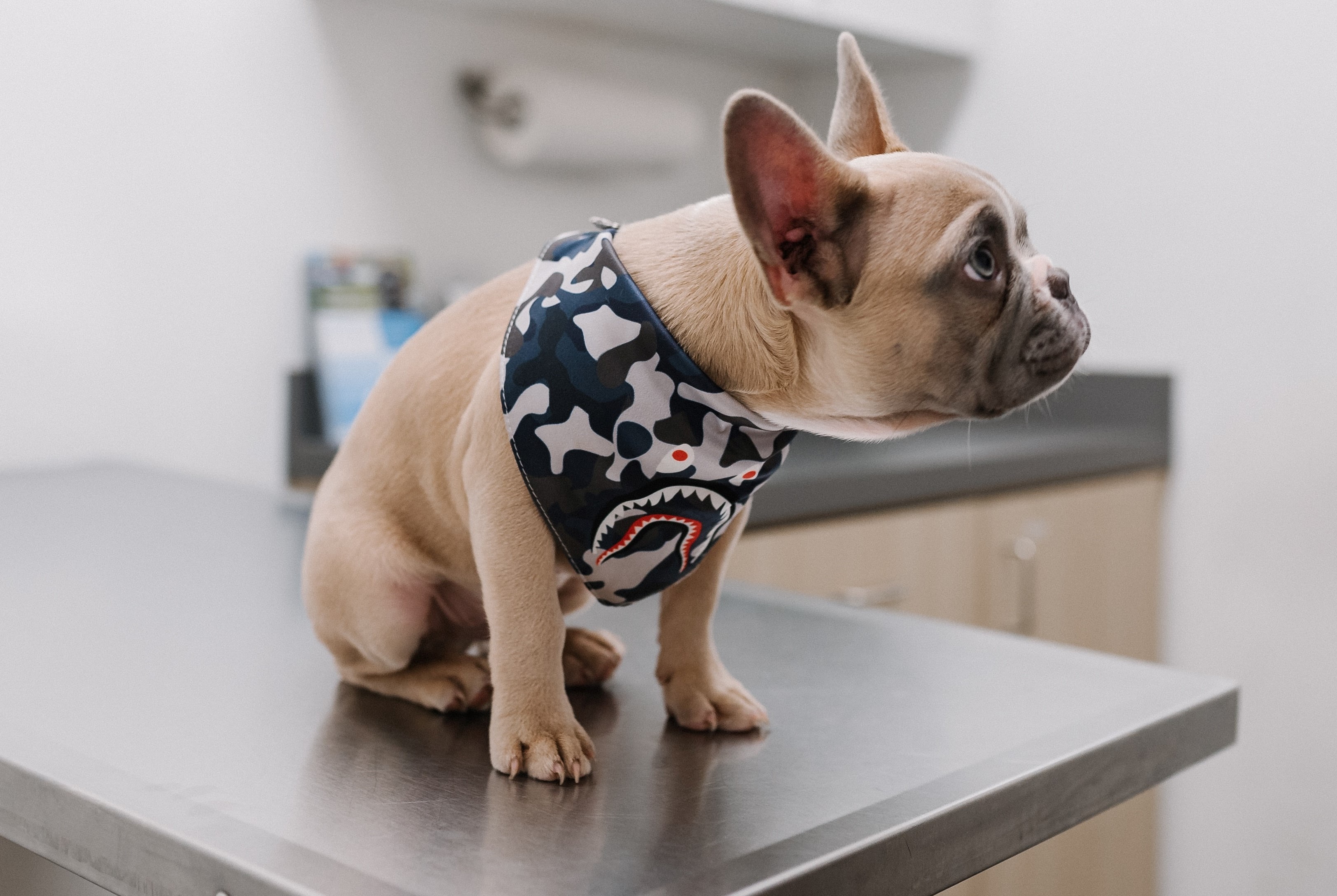 Acord între o clinică veterinară și o bancă, pentru costuri de îngrijire suportabile