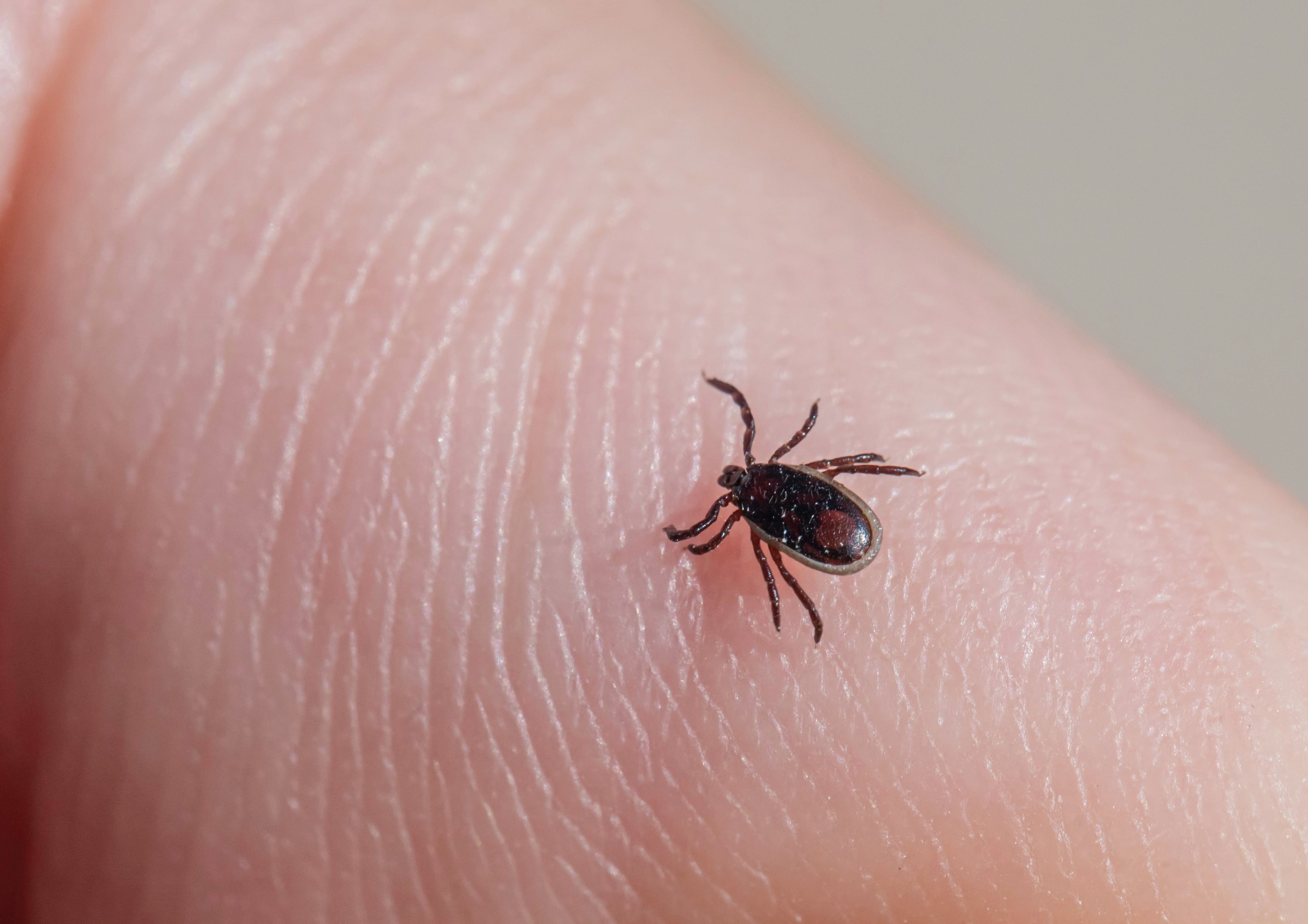 Un nou virus transmis de capuşe se răspândeşte în Europa