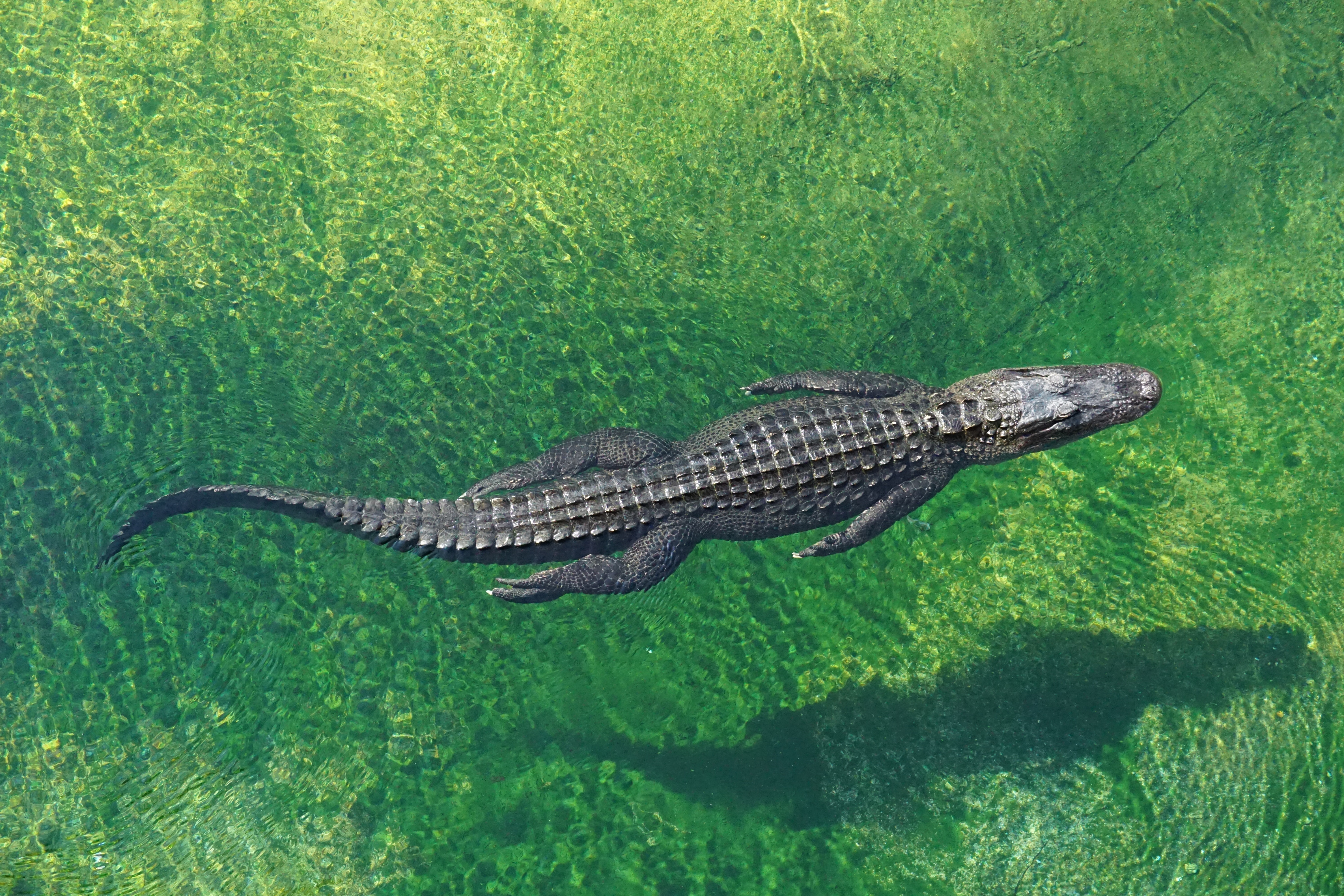 Crocodilii sunt capabili să detecteze suferința din plânsul bebelușilor