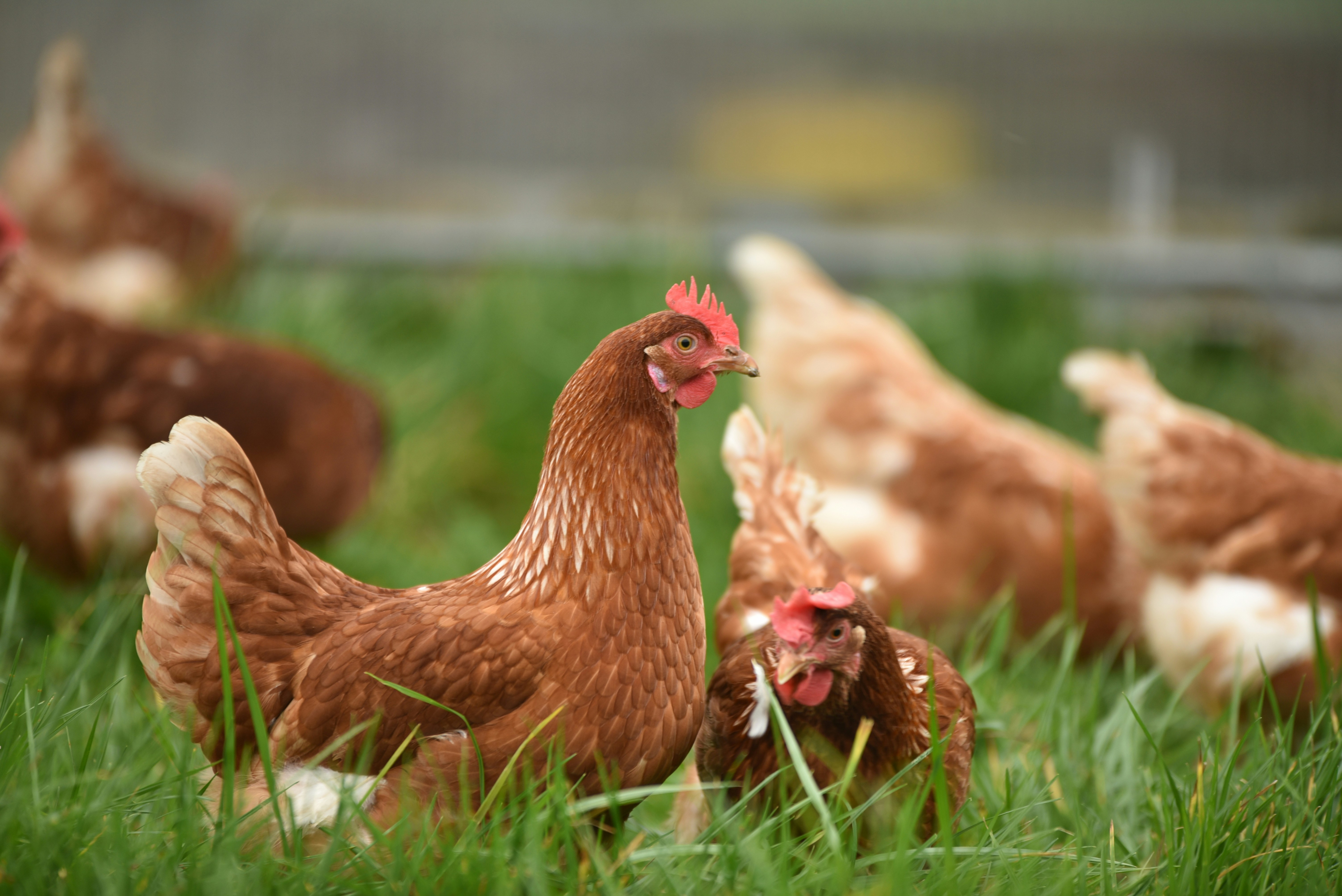 EFSA: avertisment privind o posibilă pandemie de gripă aviară
