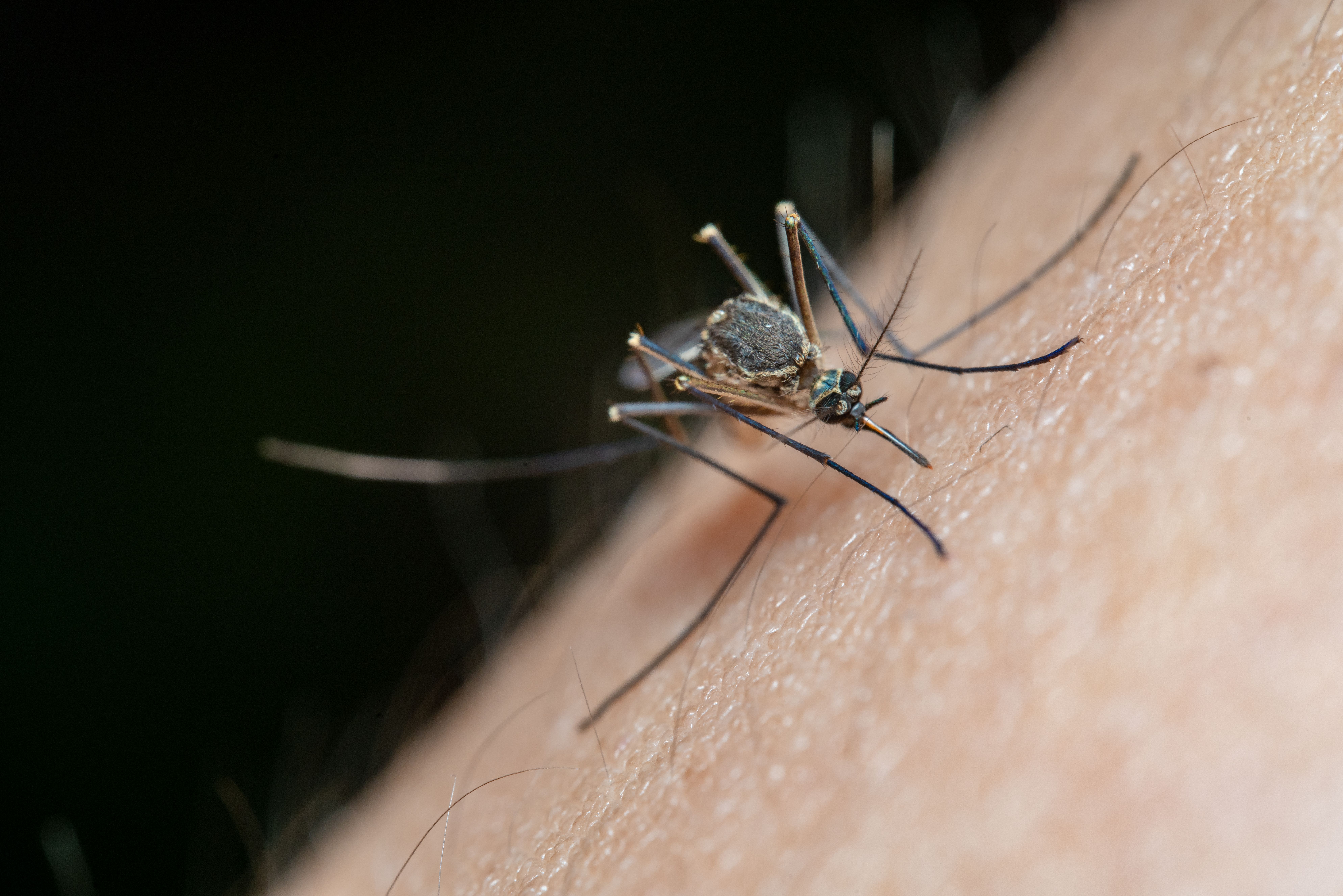 INSP:  58 de cazuri de West Nile înregistrate în România