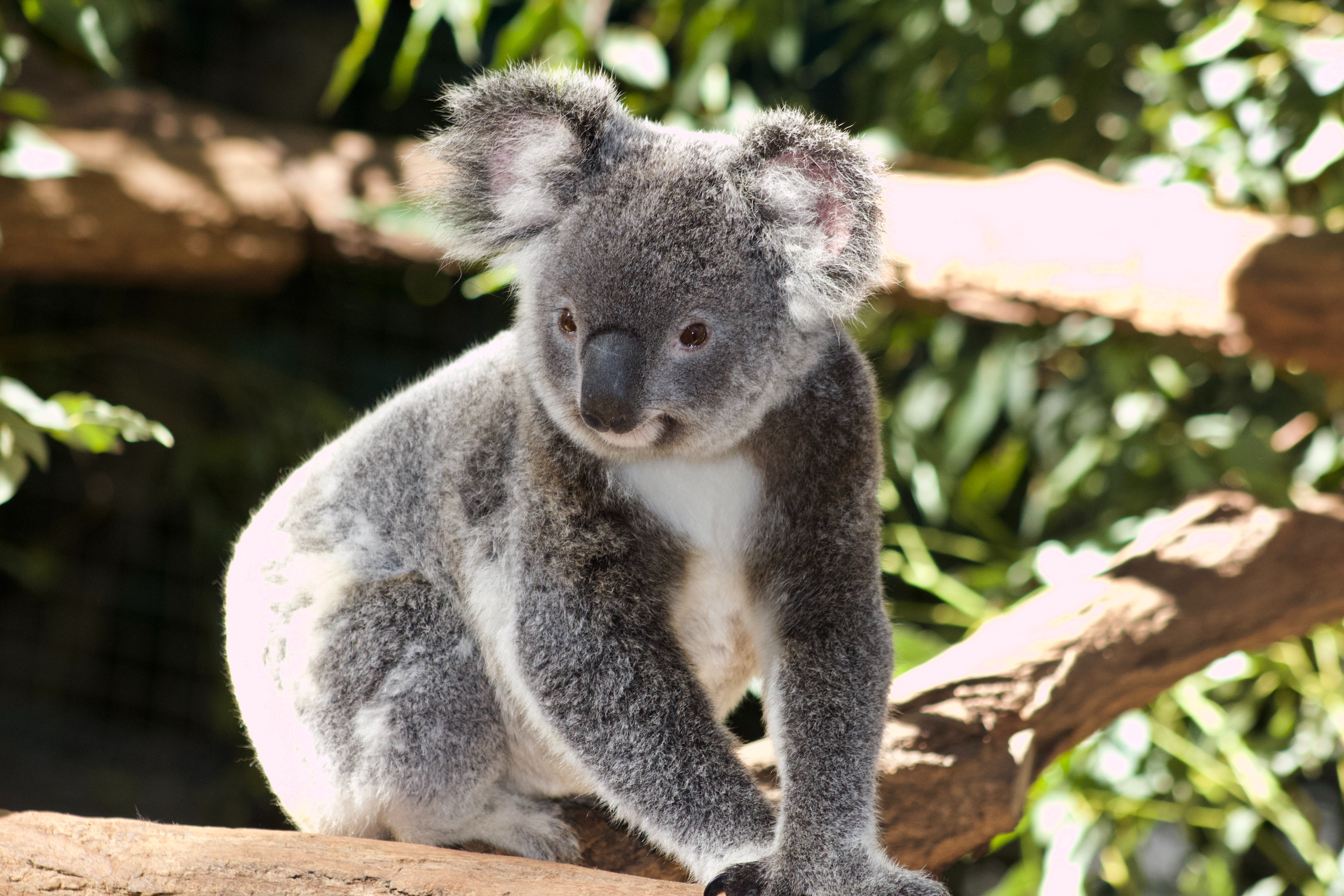 Australia: urșii koala mor din cauza chlamydia