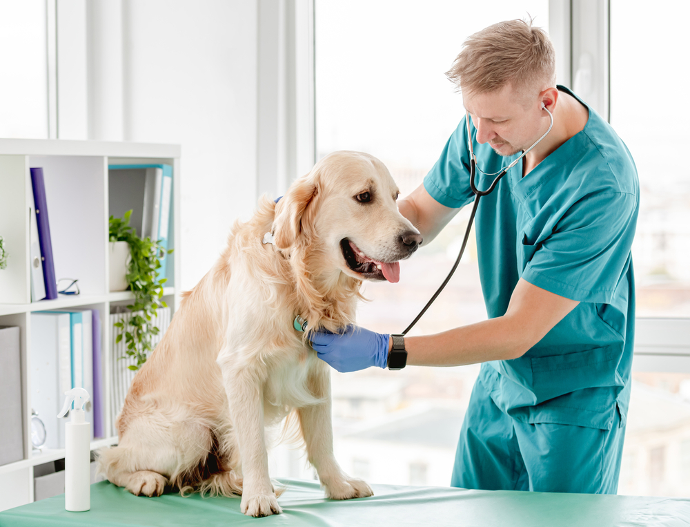 Comisia Europeană solicită României să respecte normele UE - Cum sunt afectați medicii veterinari