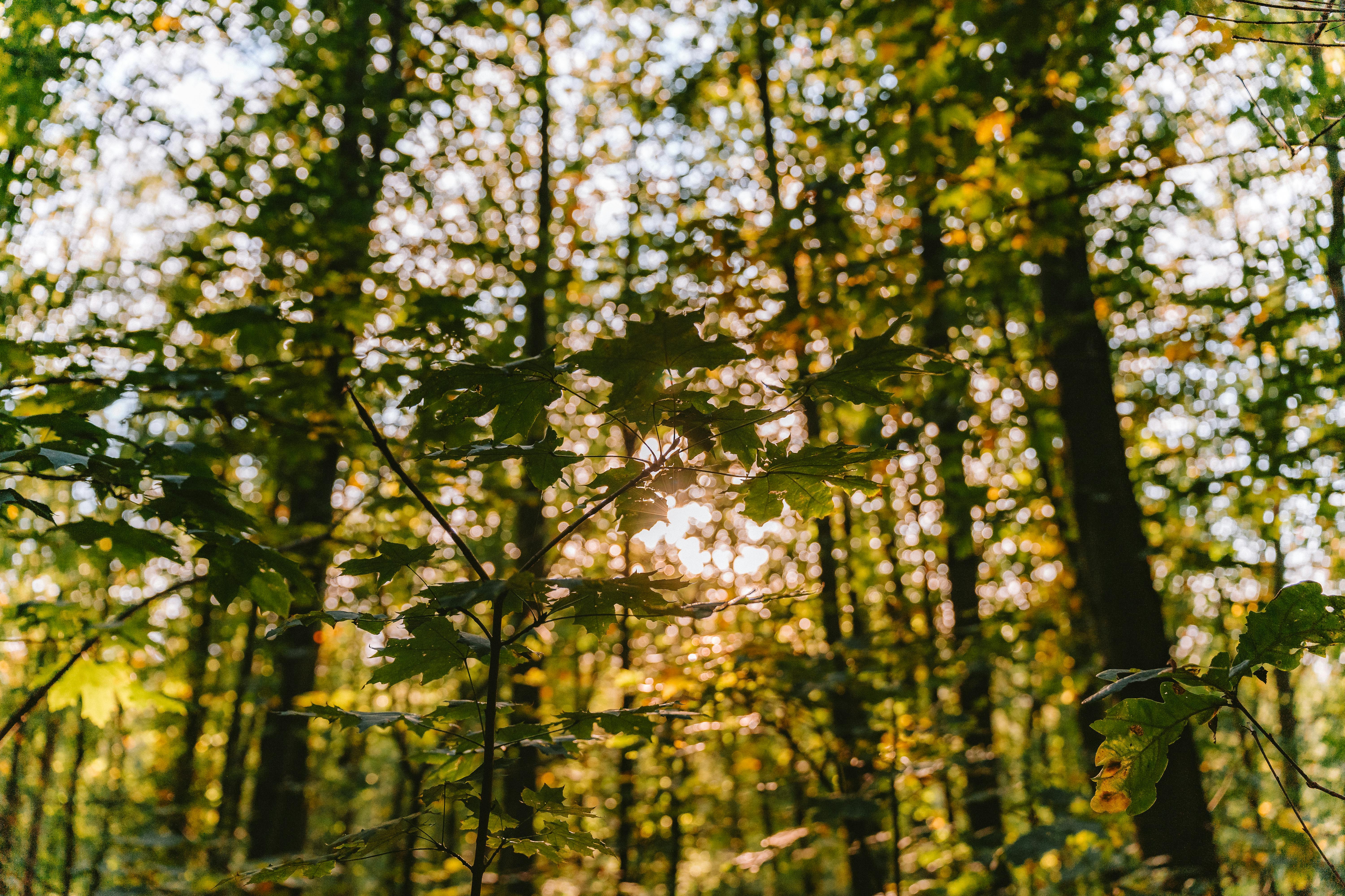 Aplicația care vă spune cât dioxid de carbon produceți din cauza stilului de viață