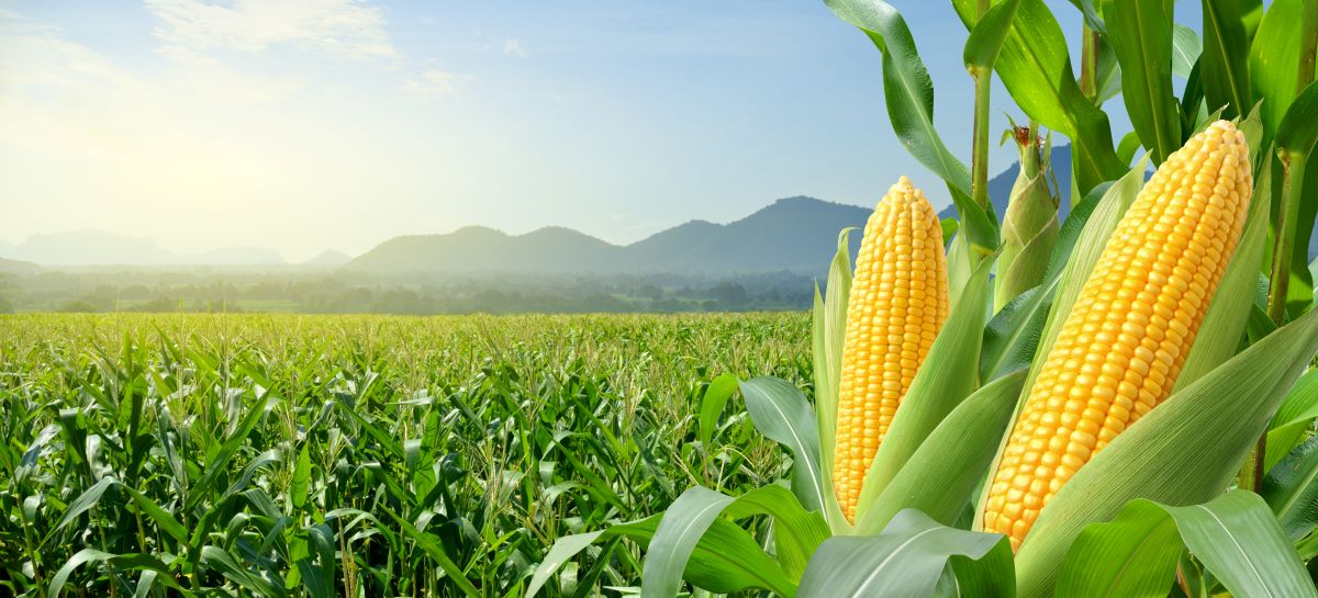 Comisia Europeană a propus revizuirea regulilor referitoare la OMG