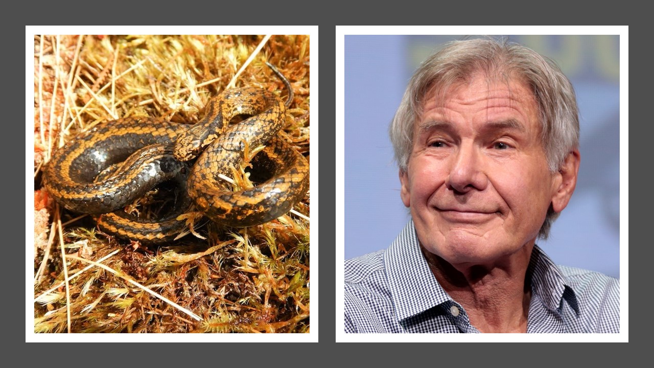 O nouă specie de şarpe, denumită după actorul Harrison Ford