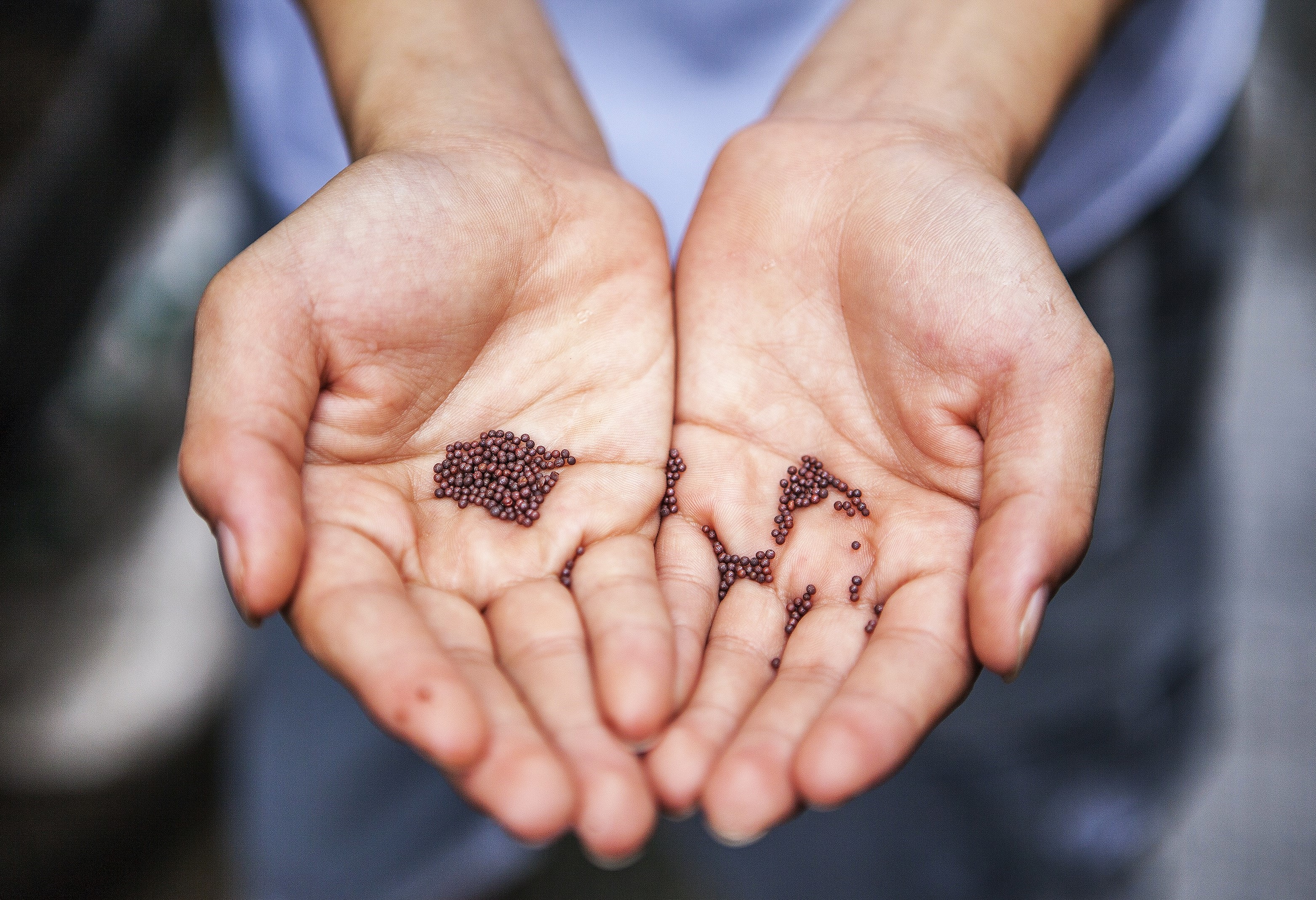 Miercurea-Ciuc: la biblioteca județeană, oamenii pot împrumuta cărți și... semințe