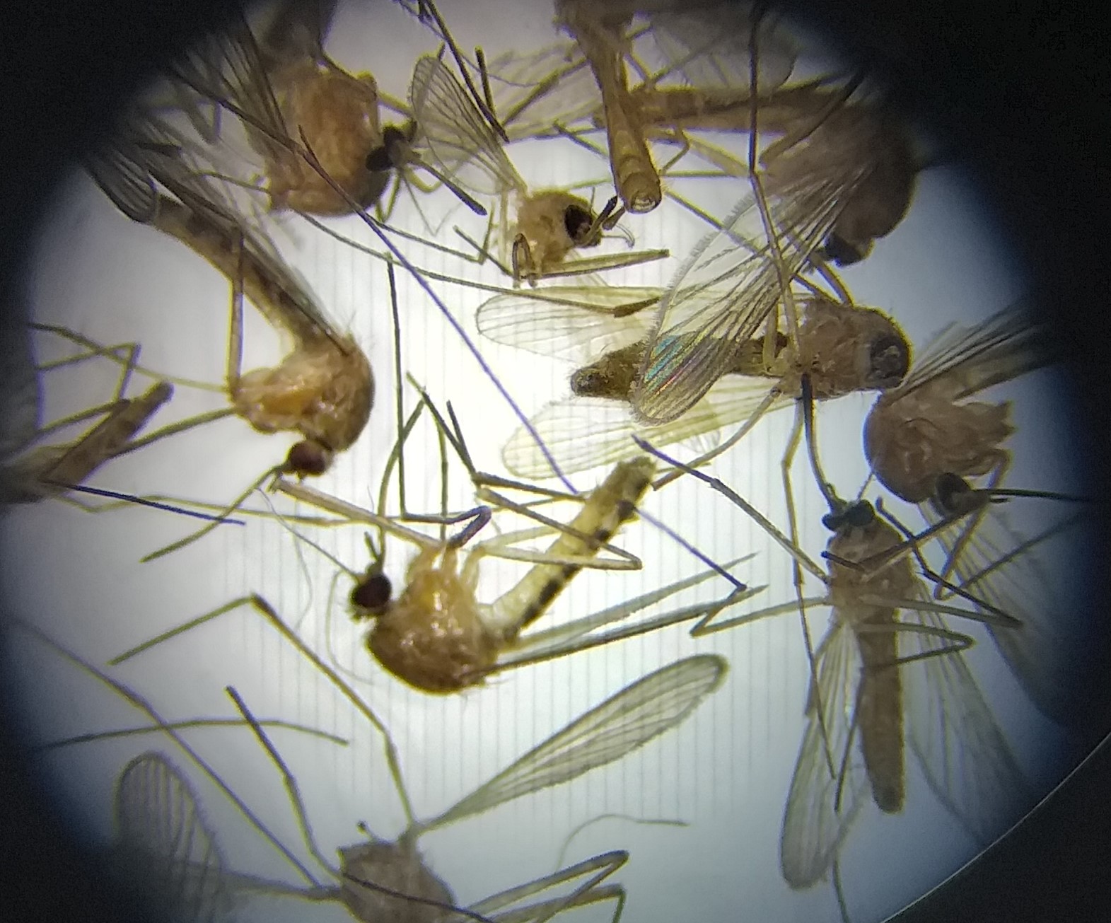 Ce trebuie să știm despre țânțari și virusul Denga