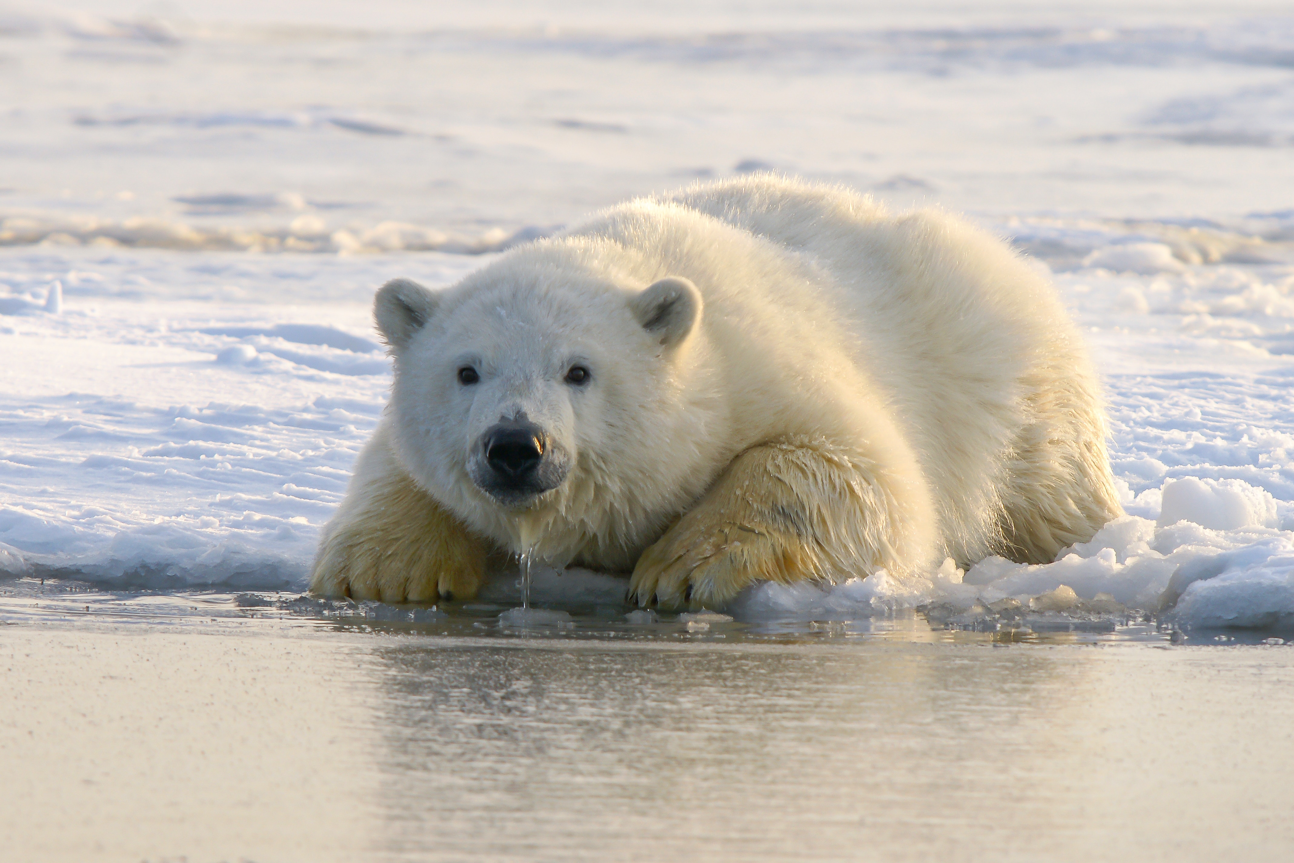 Alaska: primul caz de urs polar mort din cauza gripei aviare