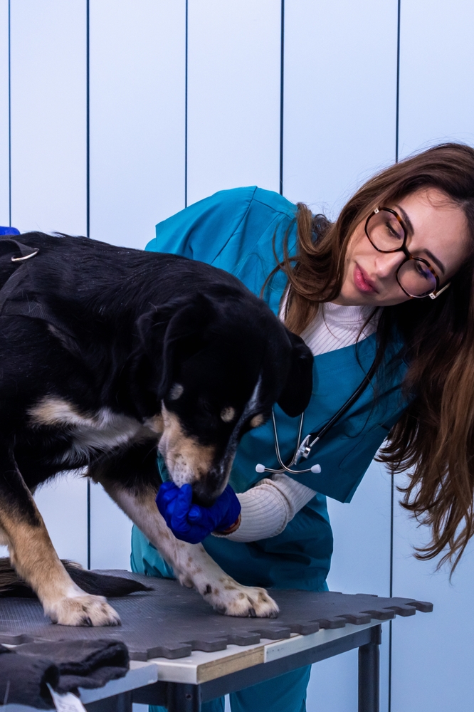 Trei sferturi dintre veterinari resimt presiunea emoțională a profesiei