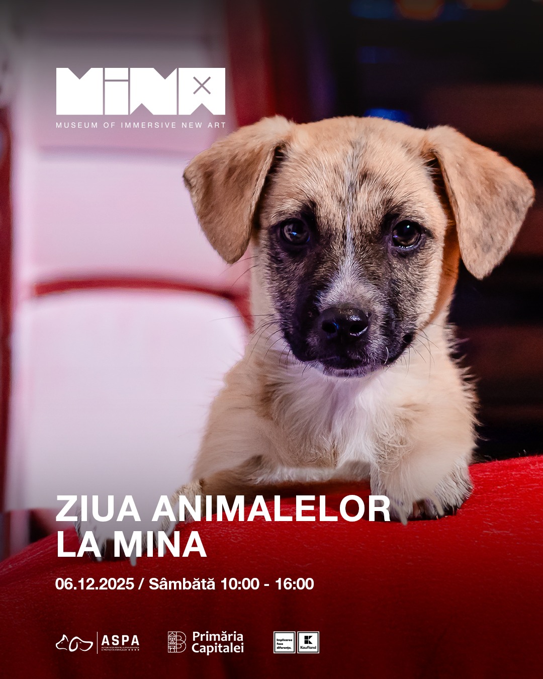 Eveniment dedicat adopției animalelor fără stăpân, pe 6 decembrie 