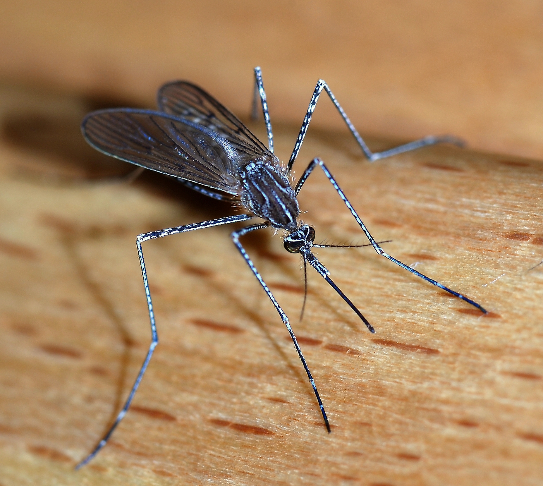 Țânţari modificaţi genetic, eliberați în natură pentru a combate febra denga